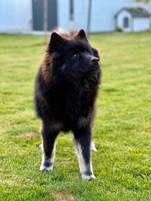 Eurasier / Eurazier s PP / sučka - 3