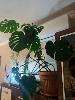 Monstera - 3