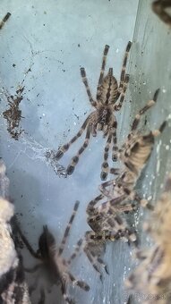 POECILOTHERIA SUBFUSCA LOWLAND - 3