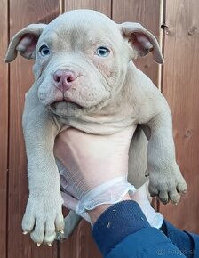 J&K bullys "ponúkame na predaj American bully pocket - 3