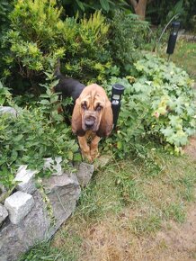 Bloodhound (Chien de Saint-Hubert) - 3