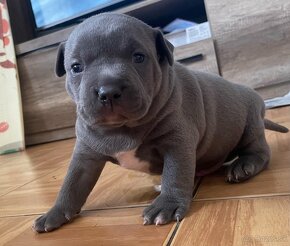 American bully xl - 3