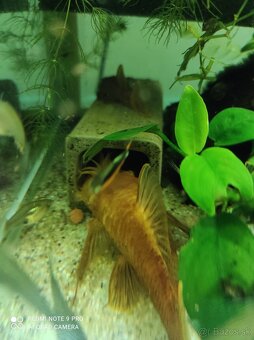 Platy, endlerky,prisavniky - 3