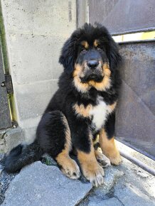 Tibetská doga (Tibetan Mastiff) - 3