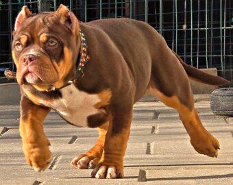 American Bully standard - 3