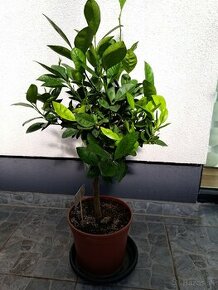 Calamondin mandarínkovník - 3