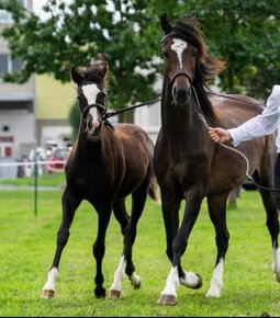 Klisna welsh pony B - 3