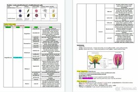 Poznámky z biológie - Systém rastlín - 3