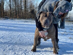 Krytí American bully XL - 3