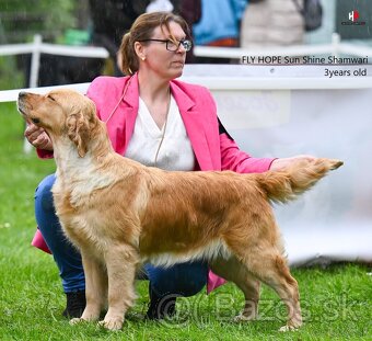 Zlatý Retriever / Golden Retriever s PP - 3