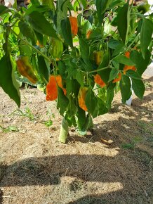 Čerstvé čili ( chilli papricky) + prasok - 3