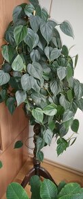 Philodendron - 3