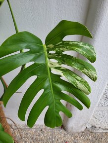 Monstera Deliciosa Albo Variegata - 3