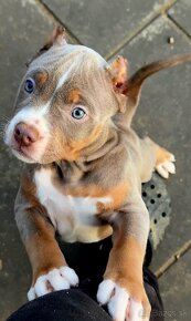 American bully xl, pitbull xxl - 3