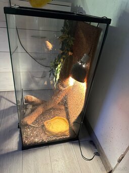 Terarium+agama - 3