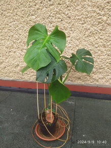 Monstera deliciosa1 - 3