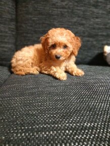 Cavapoo pudel. - 3