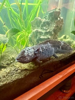 Axolotl mexicky 22cm - 3