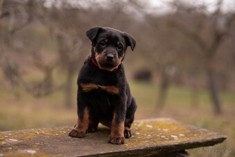 Beauceron s PP - 3