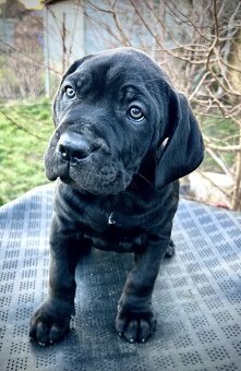 Cane corso PP  šteniatka odber aktuálny - 3