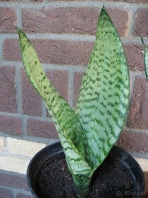 Svokrin jazyk - Sansevieria/Dracaena trifasciata - 3