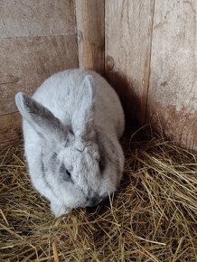 Predám Králiky VSS Veľký svetlý strieborný lacno. - 3