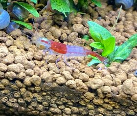 Krevetky Neocaridina davidi -  Red Rili - 3