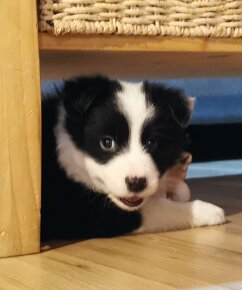 Border Collie, kolia - 3