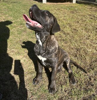 Predám Cane Corso - 3