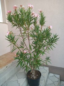 Oleander - 3