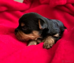 Yorkshire terrier, york - 3