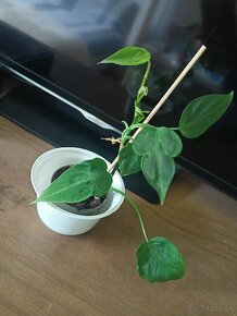 Izbové rastliny - 3