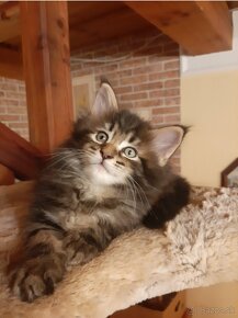 Maine coon - 3