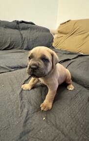 Cane Corso - 3