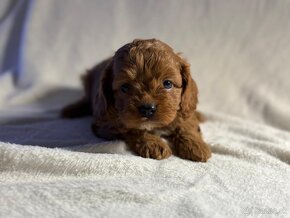 Cavapoo - 3