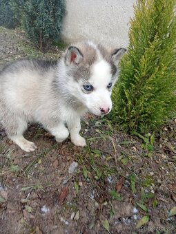 Sibírsky husky - 3