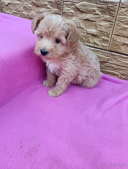 Maltipo,maltipoo mini - 3