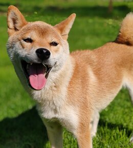 Shiba inu fenka s PP - 3