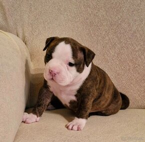 American Bully Pocket ABKC - 3