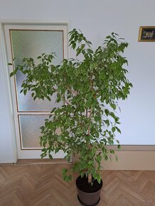 Ficus benjamina - 3