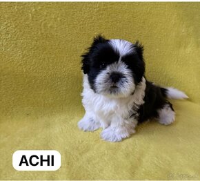 Shih -tzu - 3