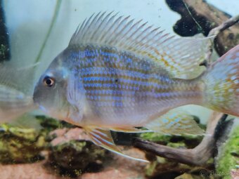 Geophagus Altifrons - 3