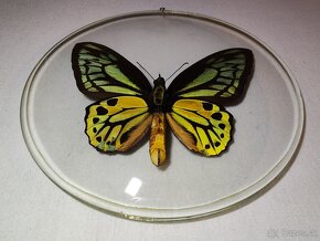 Motýľ ornithoptera croesus - 3