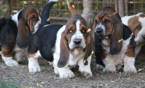 Basset Hound - šteniatka s PP zo zahraničného krytia - 3