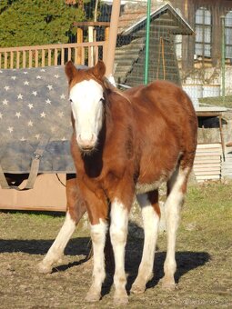 Quarter horse zrebec, double register - 3