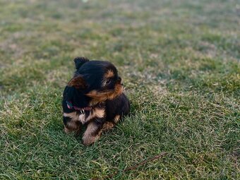 Yorkshire terrier - 3