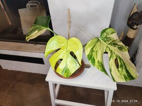 Monstera marmorata AUREA tricolor - odrezky aj zakorenene - 3