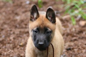 Belgický ovčiak - Malinois s PP, 1 psík, 3 sučky - 3