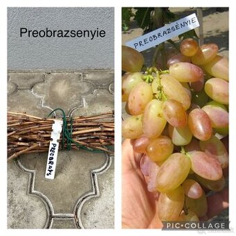 Odrezky stolového viniča - ukrajinské odrody - 1,5€ - 3