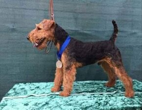 Welsh terrier - 3